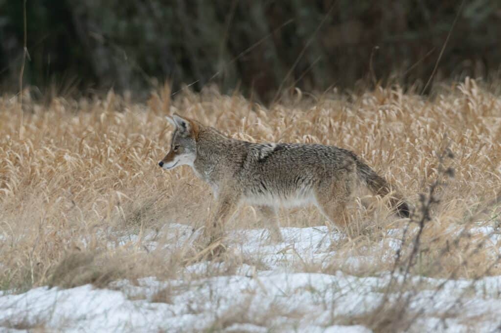 hunting coyotes