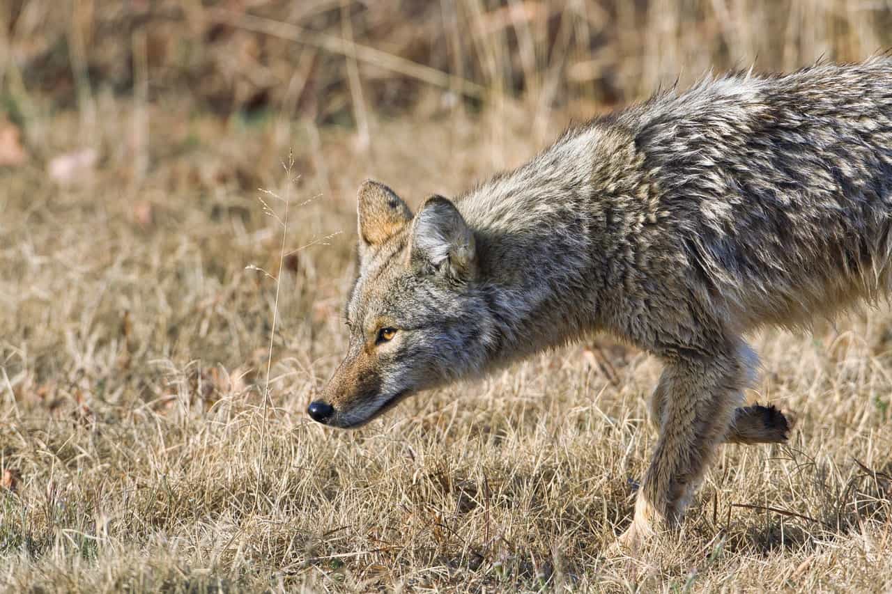 Hunting Coyotes Aug 2021 - In-Depth Guide, Reviews, FAQs, & More