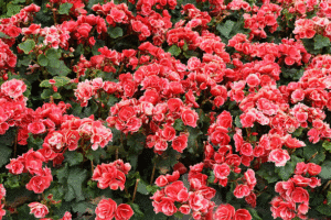 Rieger Begonia is an indoor plant or outdoor