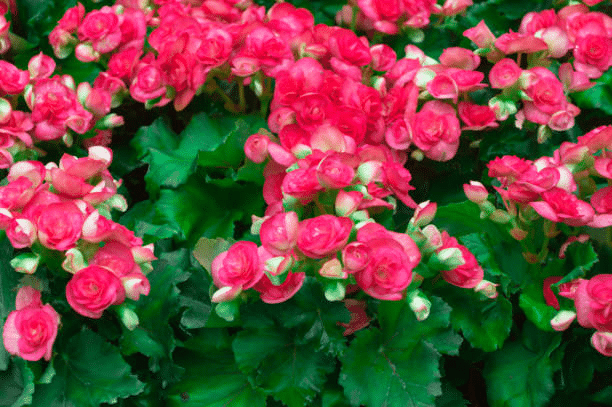 Rieger Begonia, indoor or outdoor?