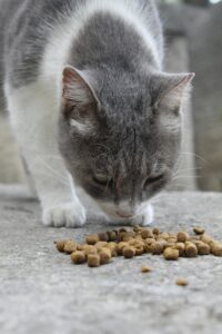 How to Keep Ants out of Outdoor Cat Food?