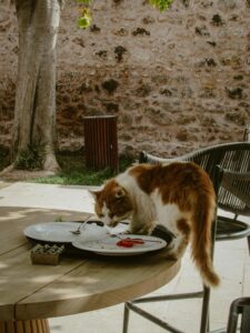 indoor cat food vs outdoor cat food