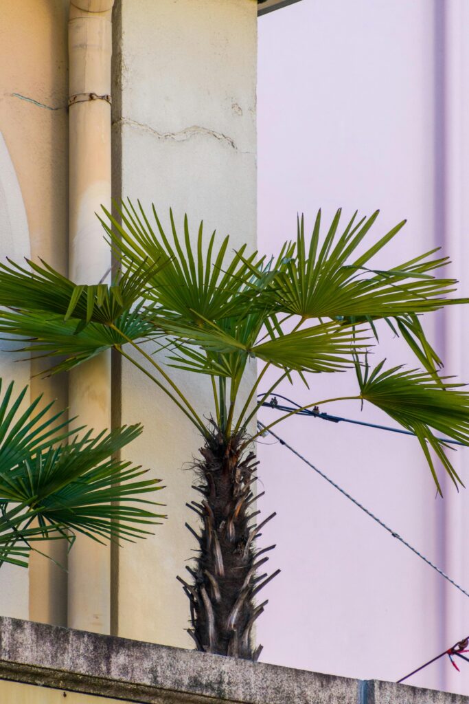 planting a norfolk island pine outdoors