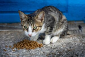 difference between indoor and outdoor cat food