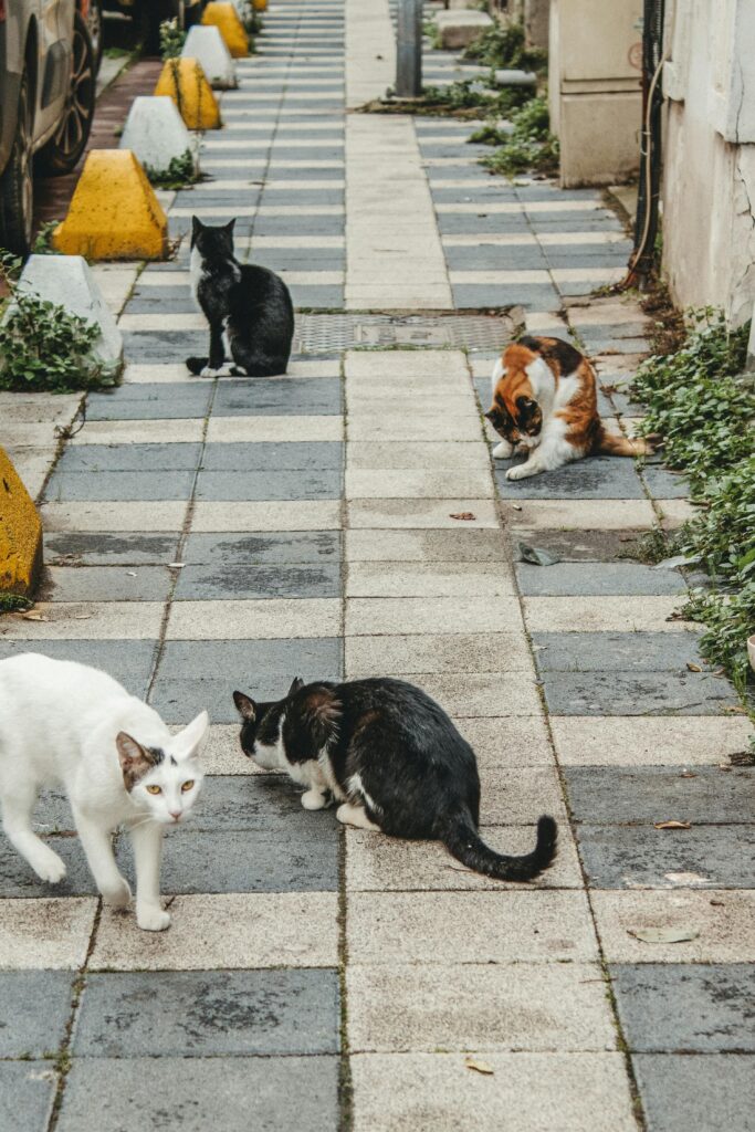 feeding outdoor cats, not raccoons