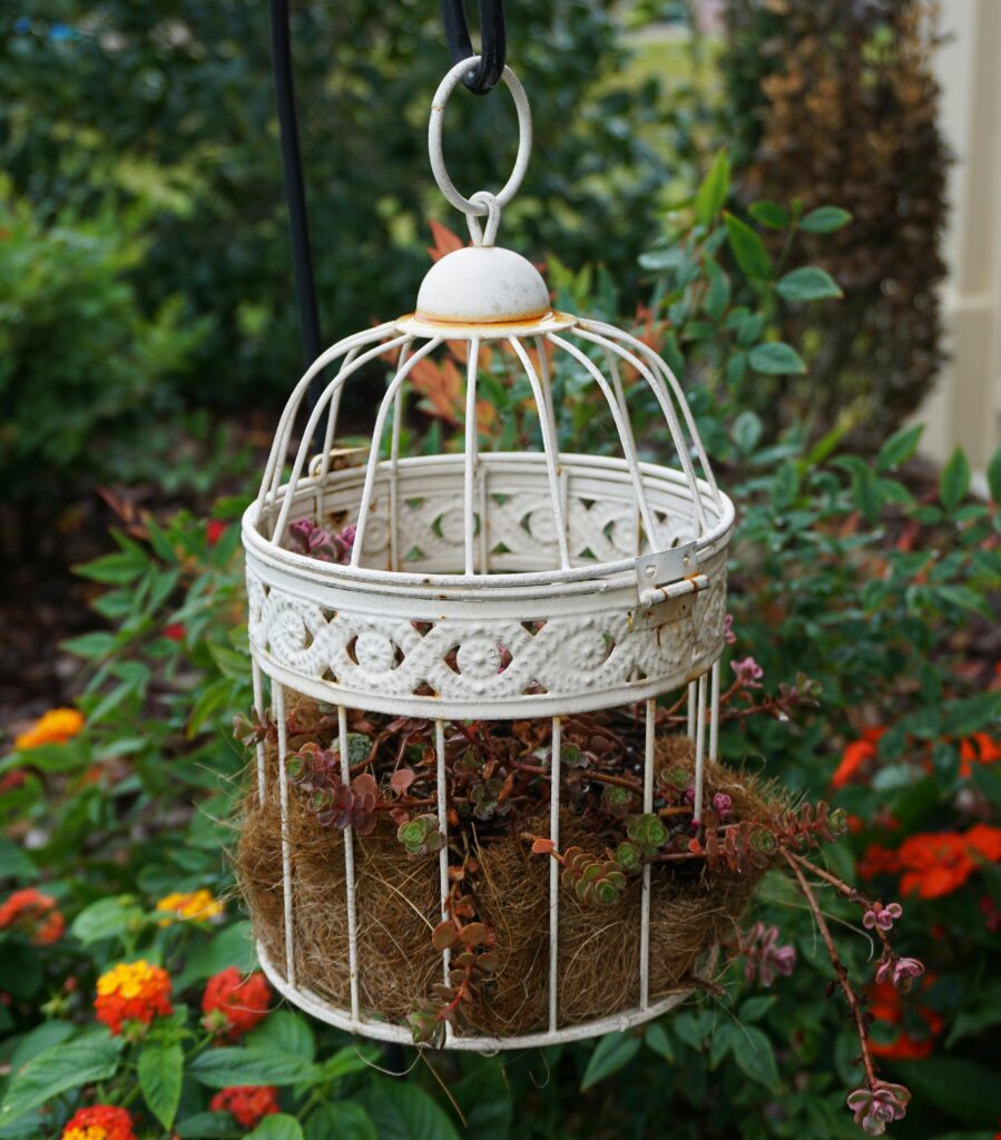 shallow planter outdoor planting options