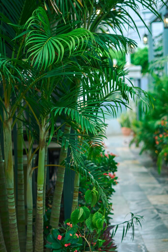 how to planti a norfolk island pine outdoors?