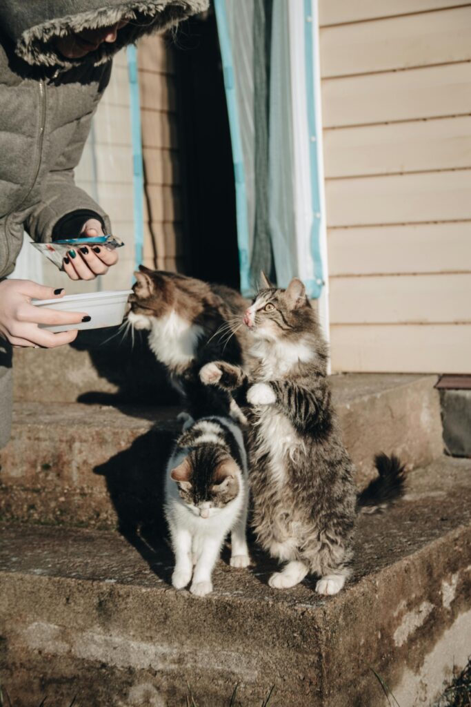 feeding outdoor cats and not raccoons