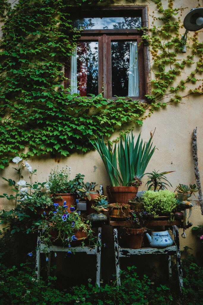 what to do for my outdoor dying plants?