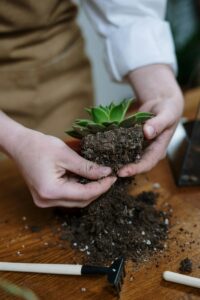 best potting soil for your outdoor plants