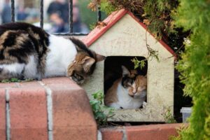 best outdoor cat house