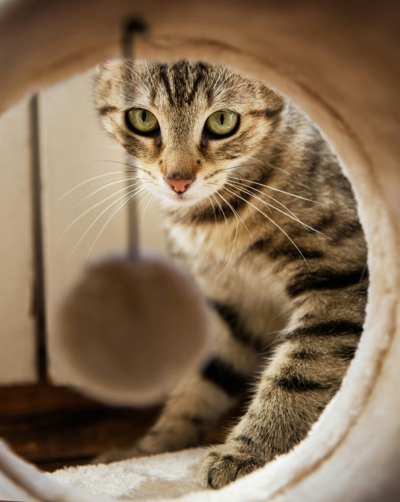 best outdoor cat house to buy in 2026