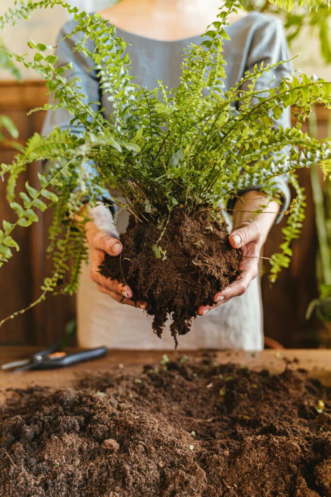 best potting soil to use for your outdoor plants