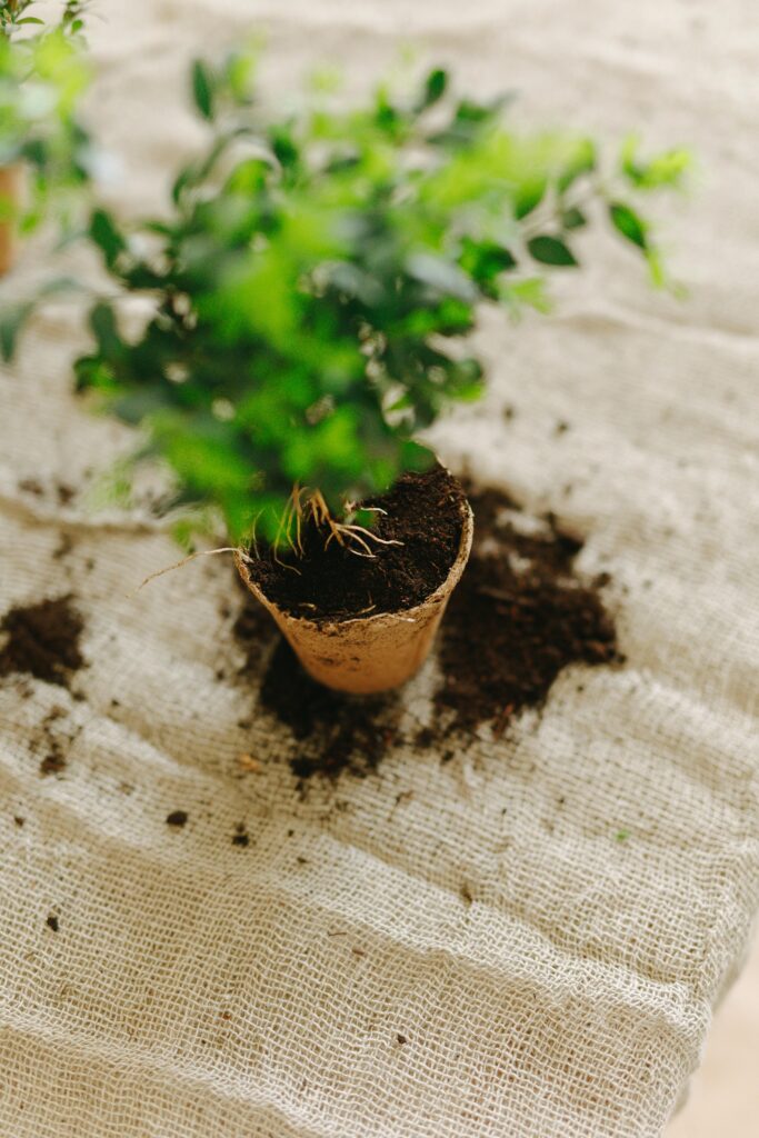 best potting soil to grow your outdoor plants