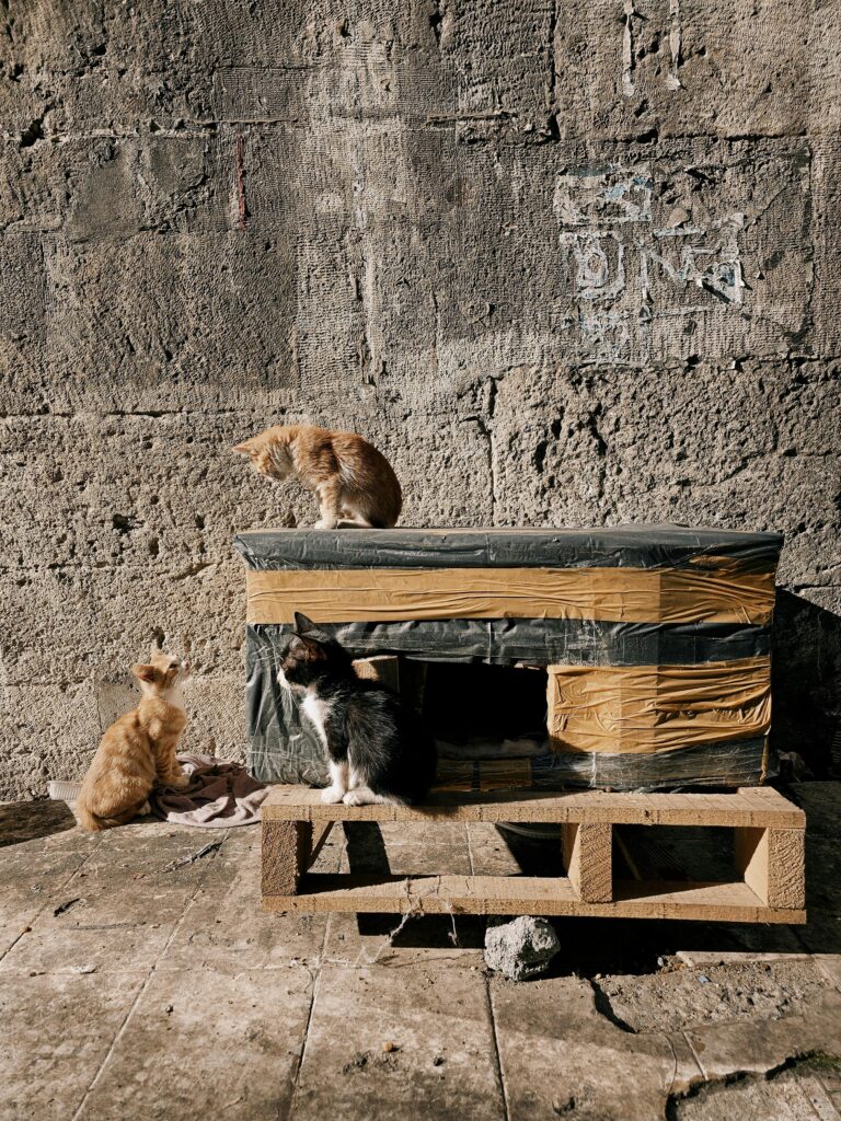 best outdoor cat house to install