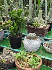 best outdoor planter pots