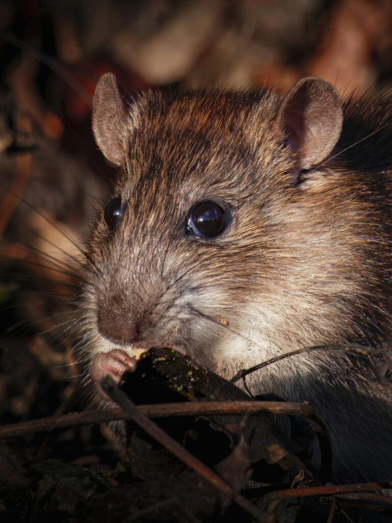 best outdoor rat poison to use