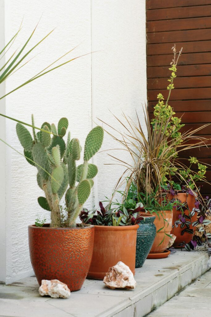 best outdoor full sun plants