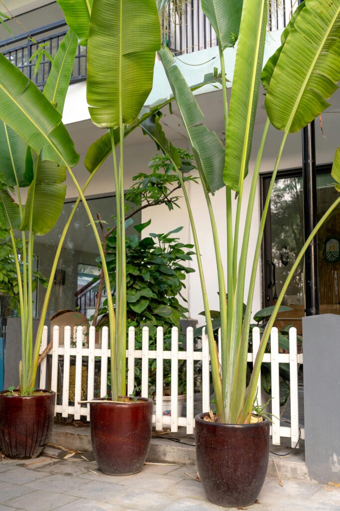 best outdoor plants for sunny conditions