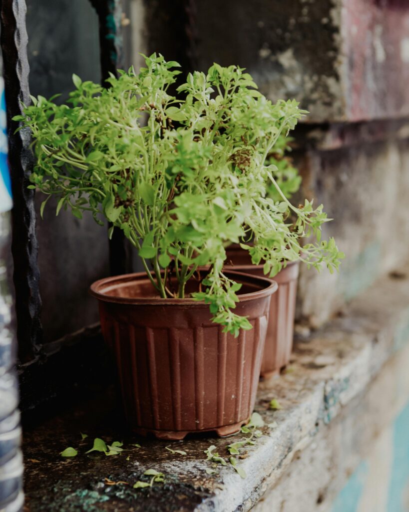 best planter pots for outdoor use