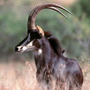 exotic hunting in texas - featured image