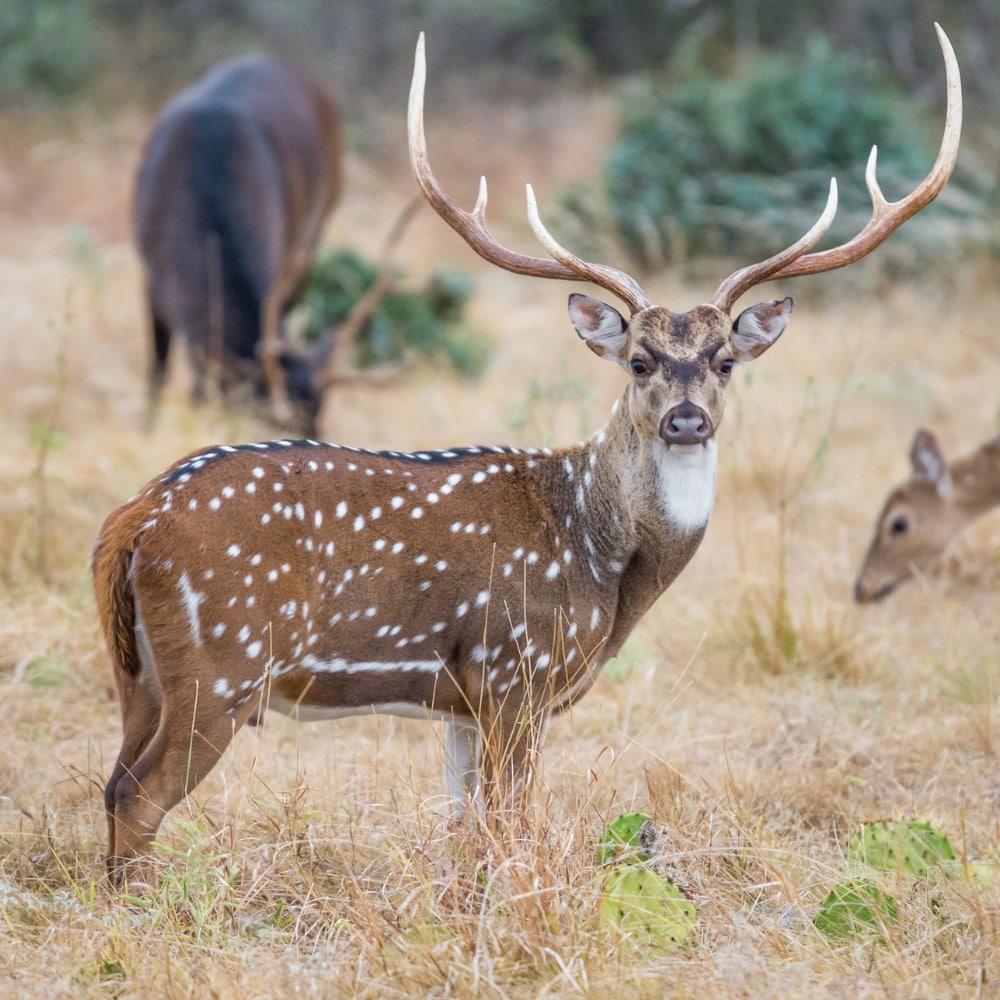 exotic hunting in texas